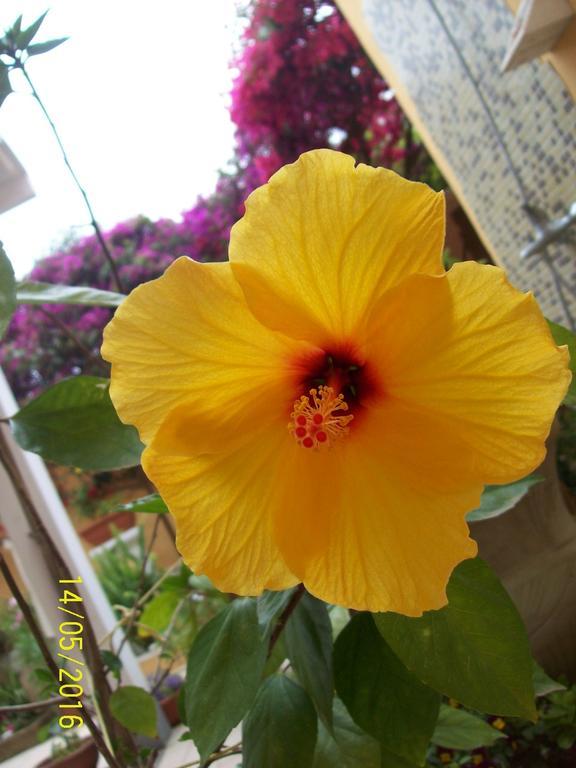 Domos Le Due Tuie Bed & Breakfast Piscinas Dış mekan fotoğraf