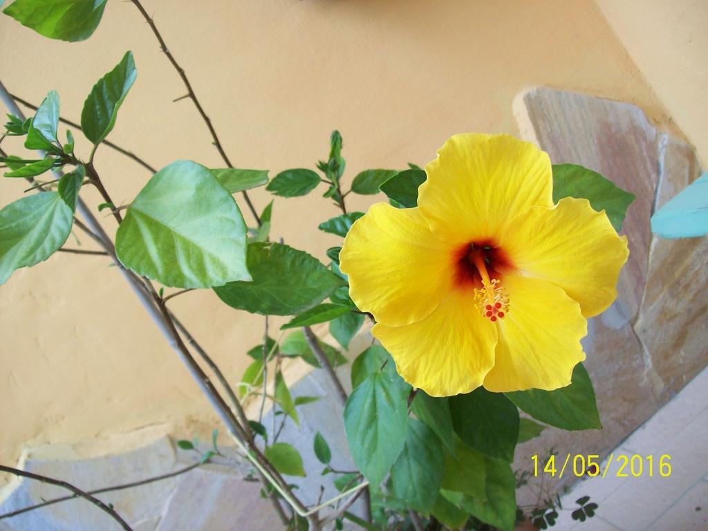 Domos Le Due Tuie Bed & Breakfast Piscinas Dış mekan fotoğraf